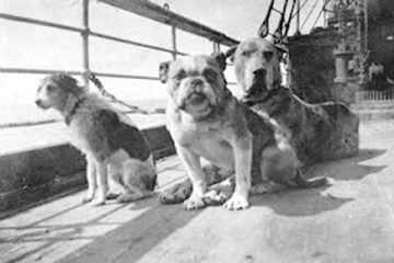 One-hundred years ago, companion dogs were among the victims and survivors of the Titanic.