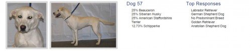 How long before we discard visual breed identification? A new survey confirms that even dog experts can’t tell just by looking.