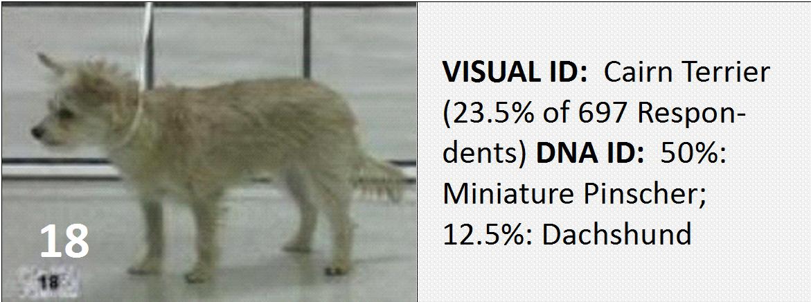 Animal professionals shown to disagree with each other when assigning breed(s) to dogs of unknown parentage.