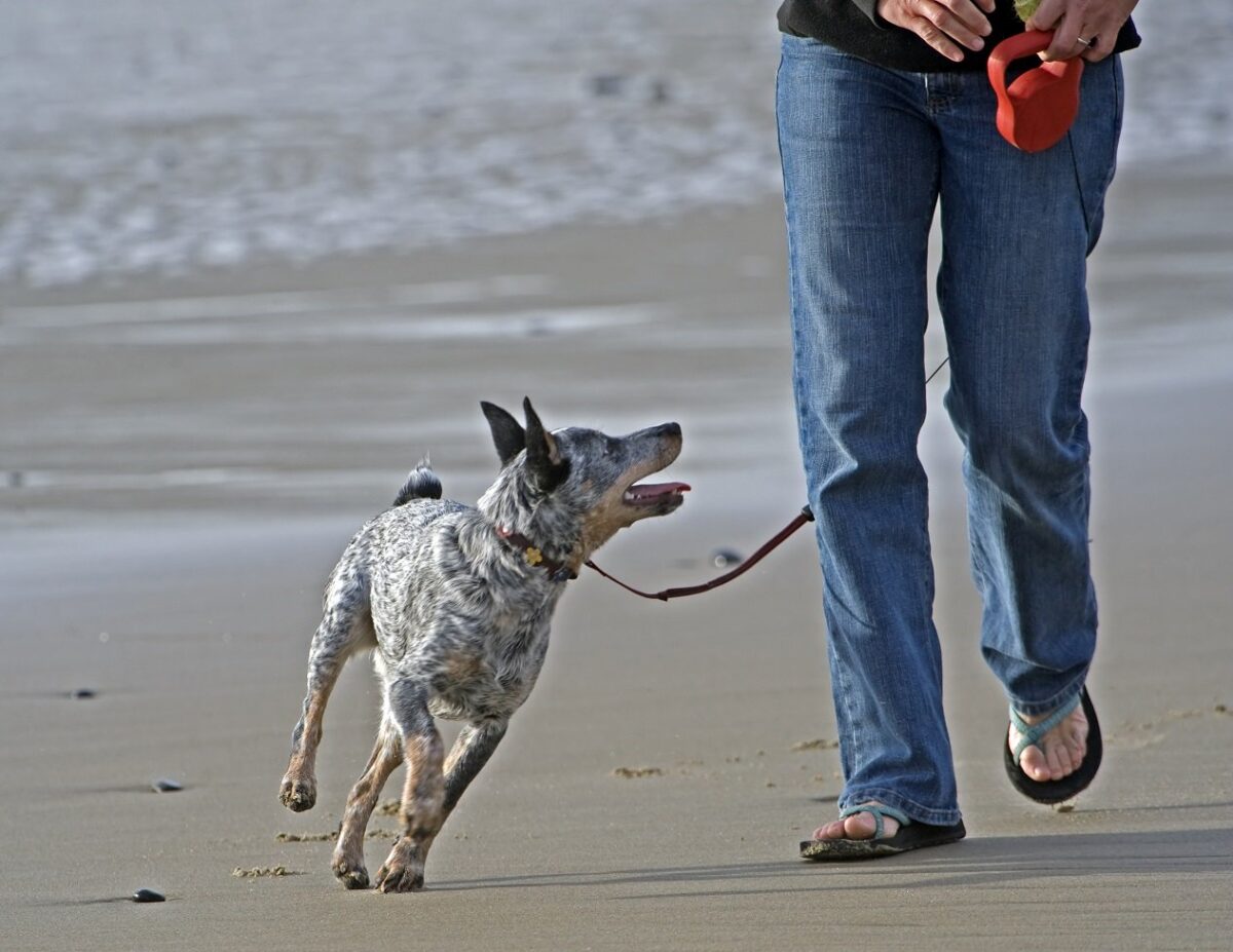 Dog Bite Prevention Week Fact Sheet: Companionship is the best prevention