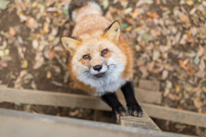 Genomes of Friendly Foxes