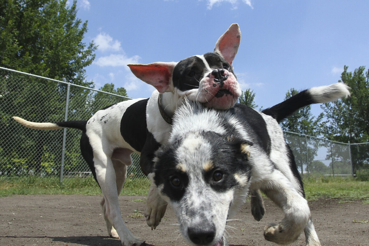 Welcome to the Dog Park: No Dogs Allowed
