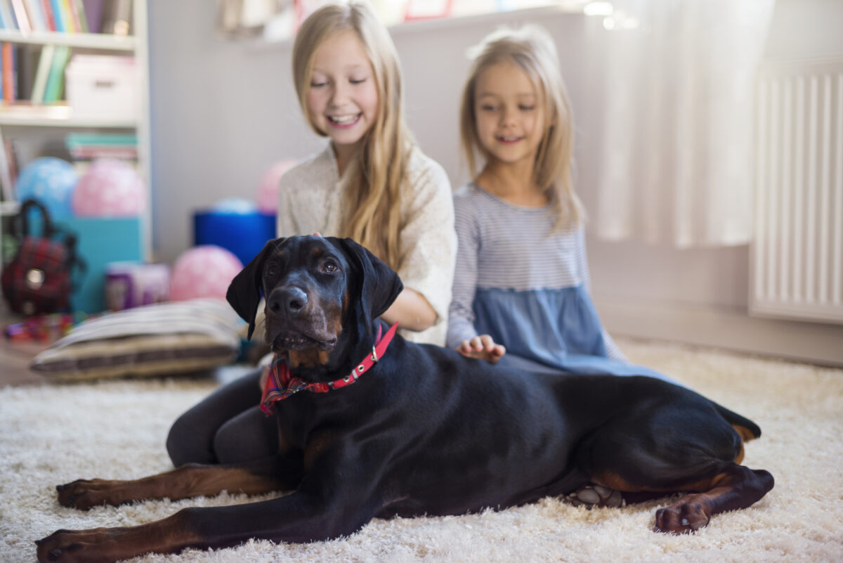 Red herrings and just plain lies: Insurance companies vs. dog loving families