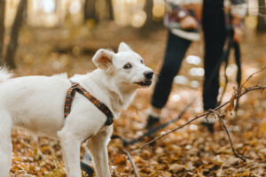 Are Dogs Attacking Without Warning Or Are We Misinterpreting Key Signals?