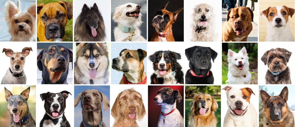 Ancestry-inclusive dog genomics challenges popular breed stereotypes
