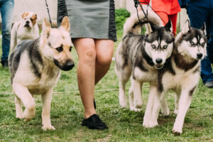 Alsatian Wolf Dog Or German Shepherd Dog And Two Husky Dog Running Near Woman In Green Grass.