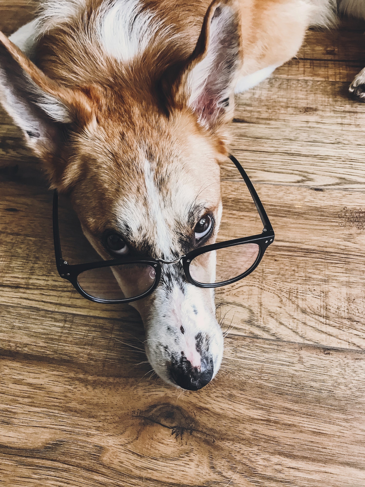 Cute dog in black glasses lying on floor with funny look