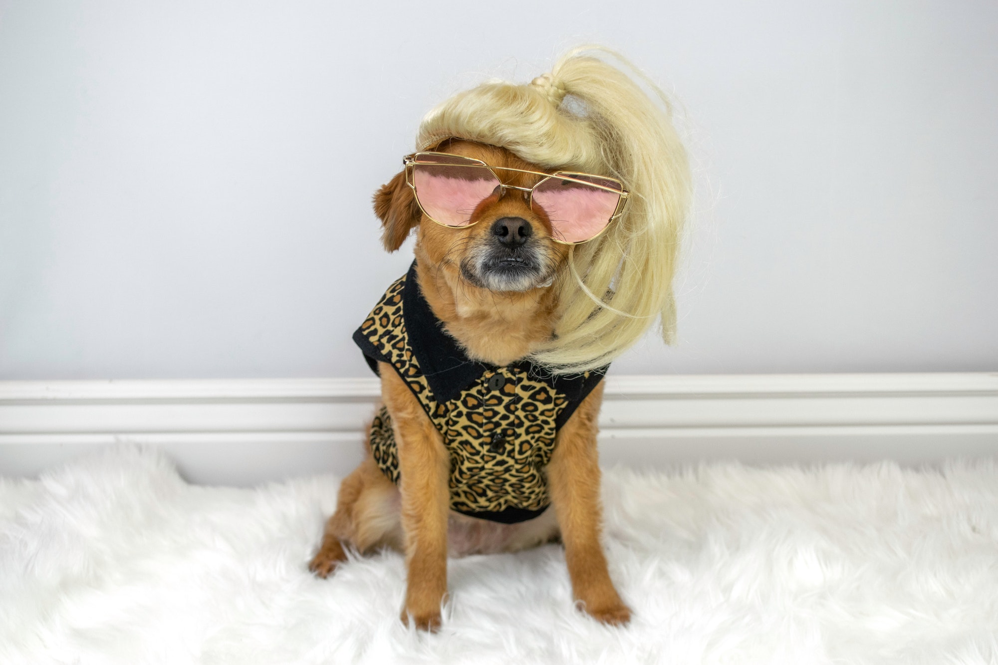 Funny posh dog wearing blonde wig and sunglasses