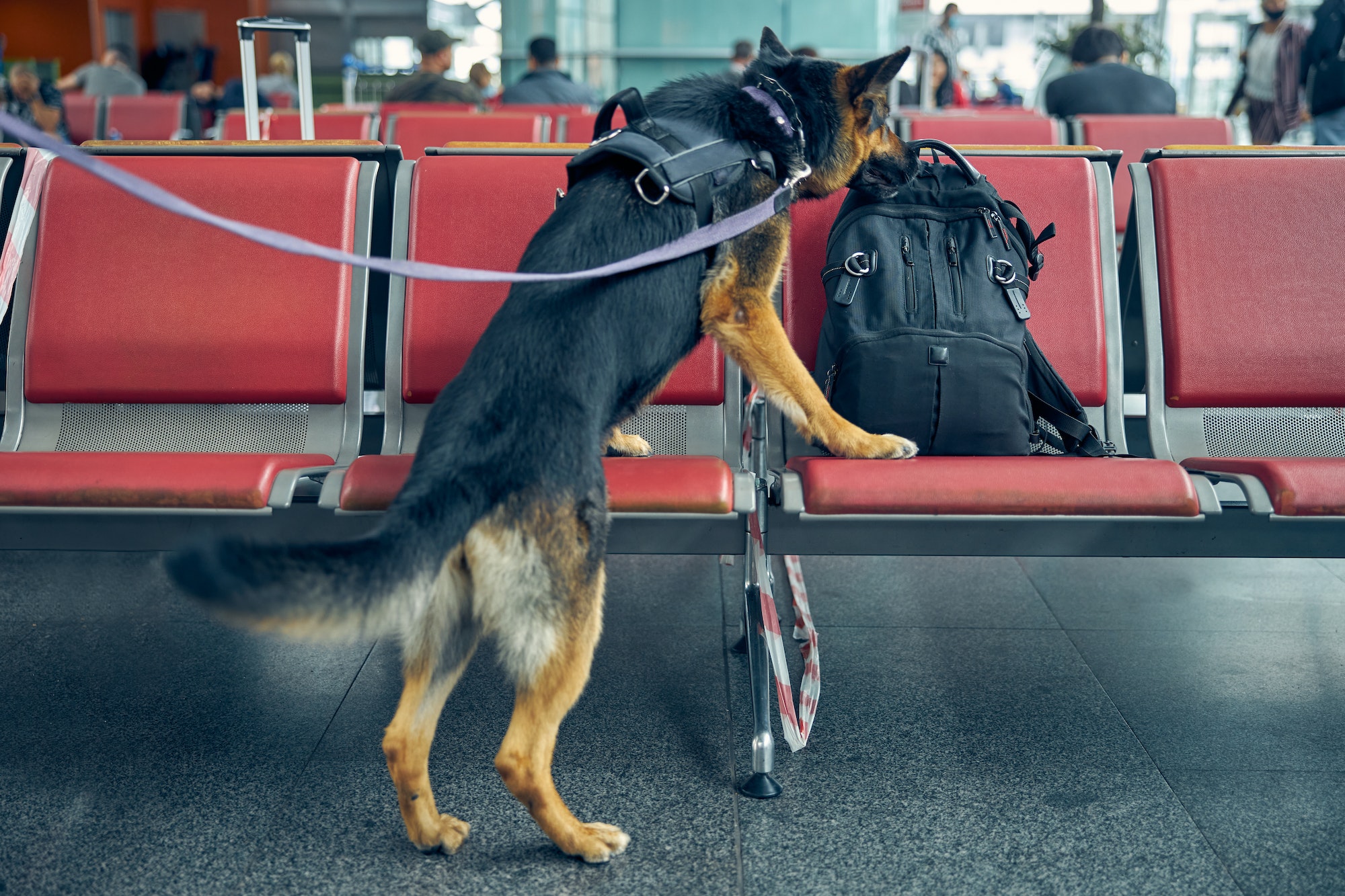 Detection dog checking suspicious backpack at airport
