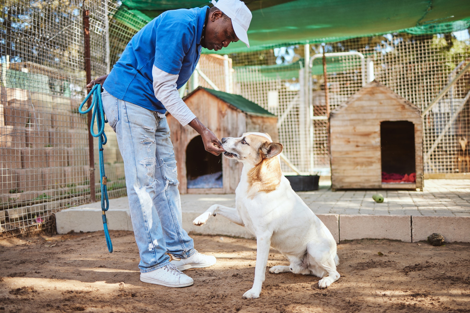 Dog, food and training for animal adoption with professional black worker at shelter for rescue and