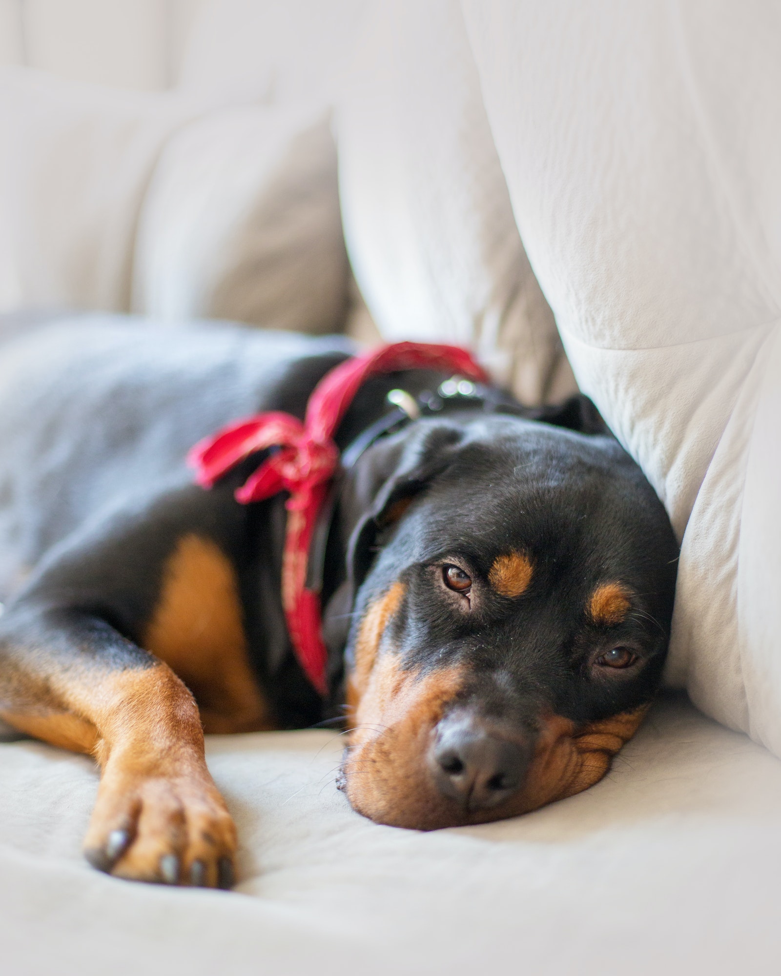 Sleepy Rottweiler Dog on Couch