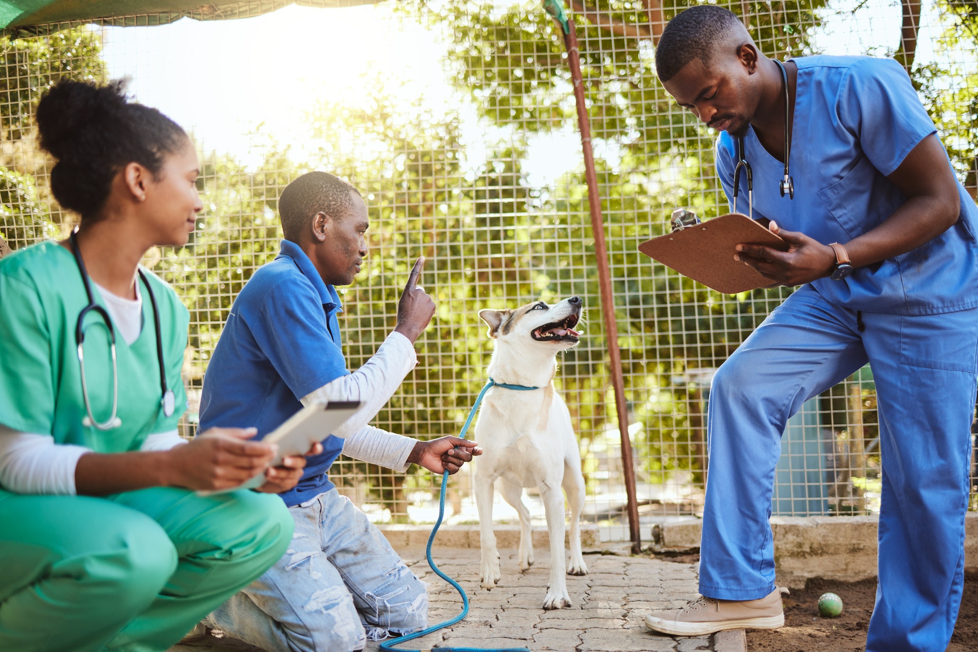 Volunteer veterinary doctors, dog at animal shelter and medical checkup for puppy before adoption.