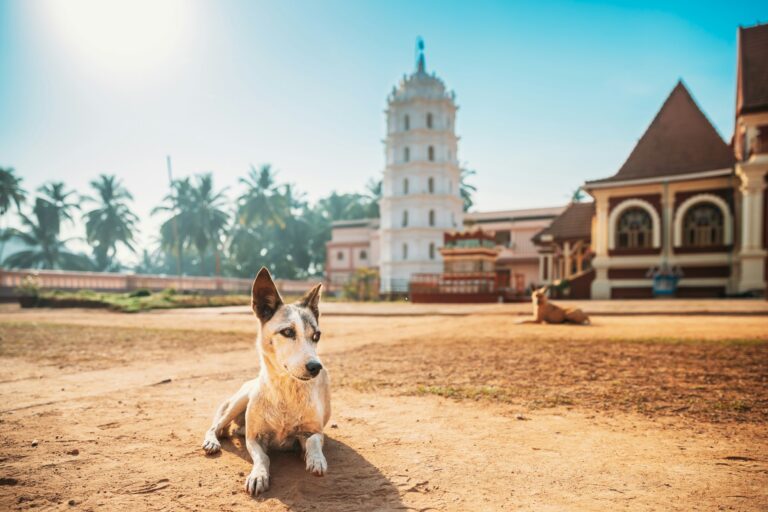 Kavlem, Phonda, Goa, India. Dog Resting Near Shree Shantadurga Mandir, Kavlem Temple. Famous