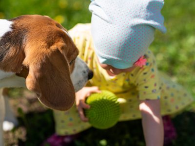 Baby Girl In Summer Dress Sitting In garden Petting Family Beagle Dog. Plays with dog.