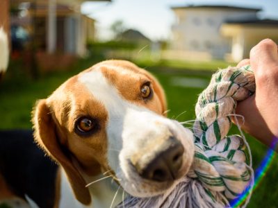 Dog beagle Pulls Toy and Tug-of-War Game