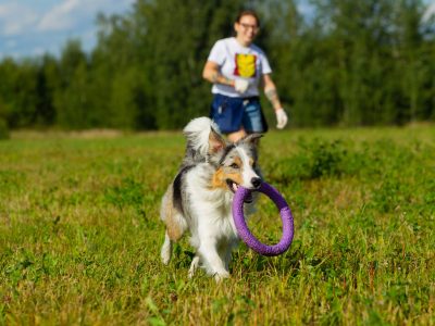 Border Collie dog. Stroll. Plays. Jumps. Running around. Training. Field. Day. Summer. The sun