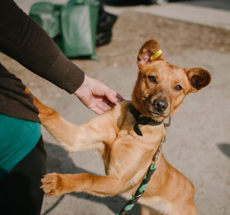 dog-playing-with-human-outside-close-up.jpg