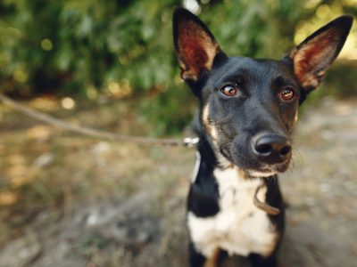 funny  dog from shelter with big ears posing outside in sunny park, adoption concept