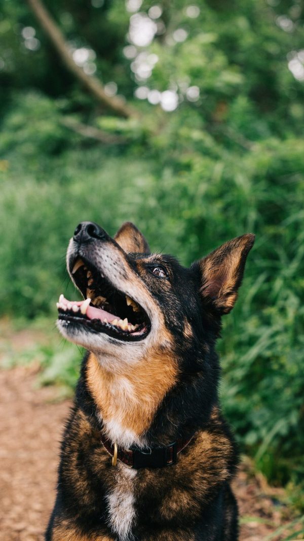 Happy Dog Looking Up Happy Dog Looking Up