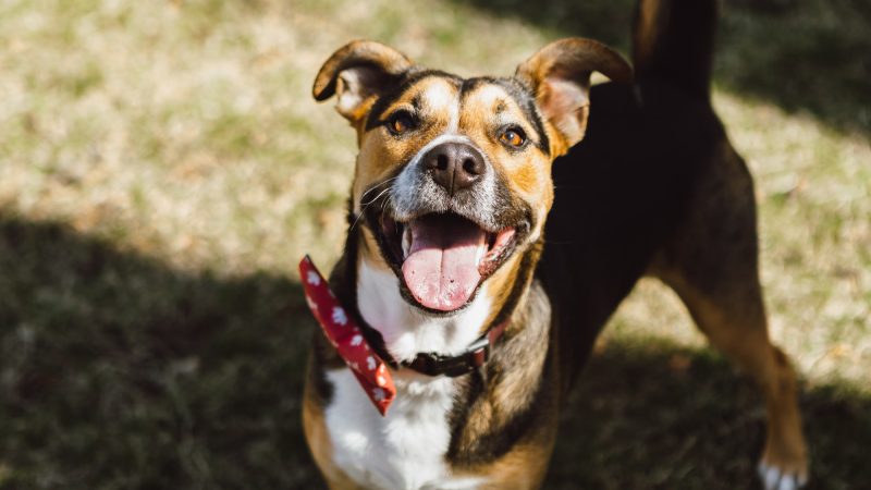 Happy open mouth dog with tongue showing smiling at the camera