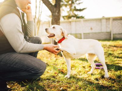 Male cynologist with trained working dog, training outdoor. Owner with his obedient pet outside, bloodhound domestic animal