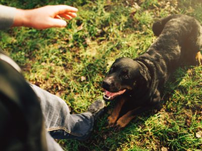 Male cynologist with working dog, training outside. Owner with his obedient pet outdoor, bloodhound domestic animal