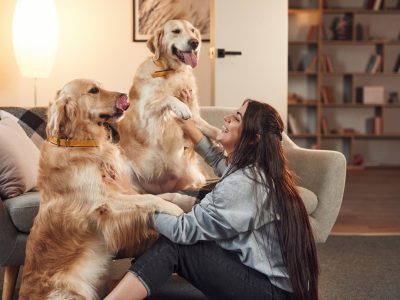Playing together. Woman is with two golden retriever dogs at home