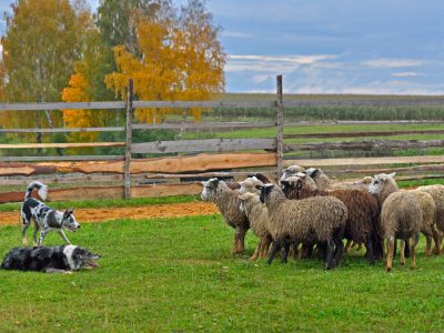 Two Border Collies working as sheepdogs with flock of sheep in a meadow