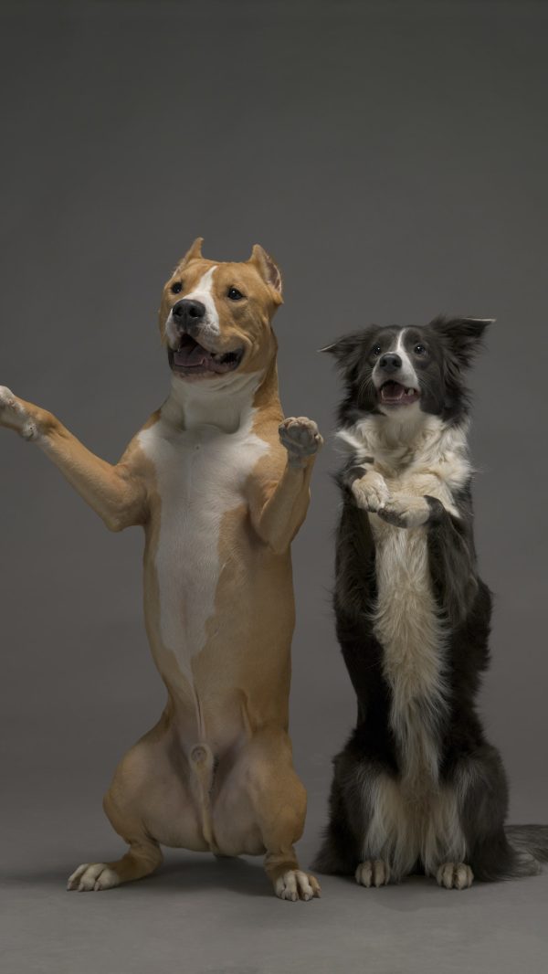 Two dogs, friends on a gray background, studio light